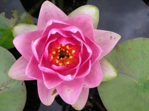 Close up of a pink Masaniello water lily photographed from above.