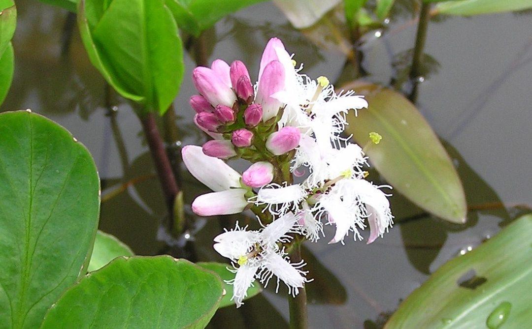 Menyanthes trifoliata marginal perfection