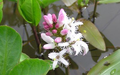 Menyanthes trifoliata marginal perfection