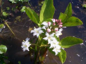 Menyanthes trifoliata marginal plant