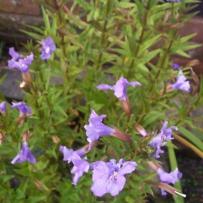 Trumpet-shaped lilac flowers