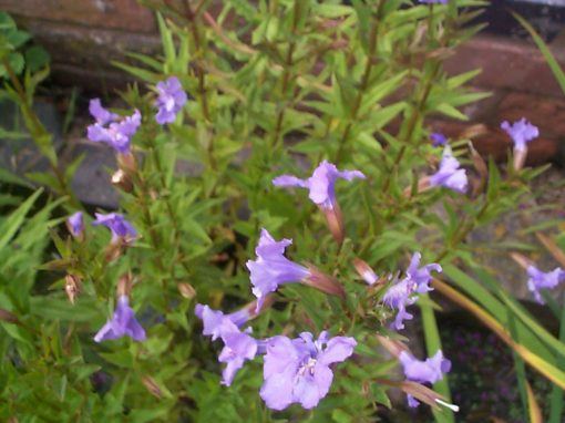 Trumpet-shaped lilac flowers