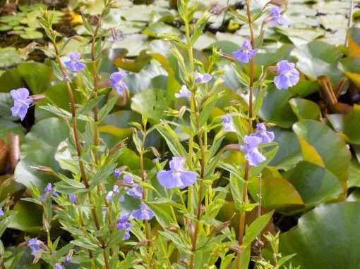 Mimulus ringens - Image 3