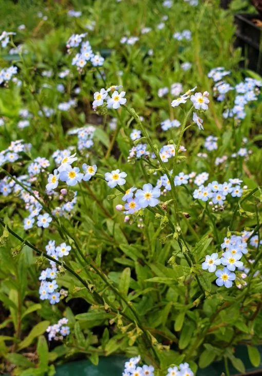 Myosotis palustris