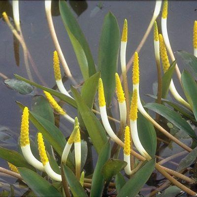 Orontium aquaticum