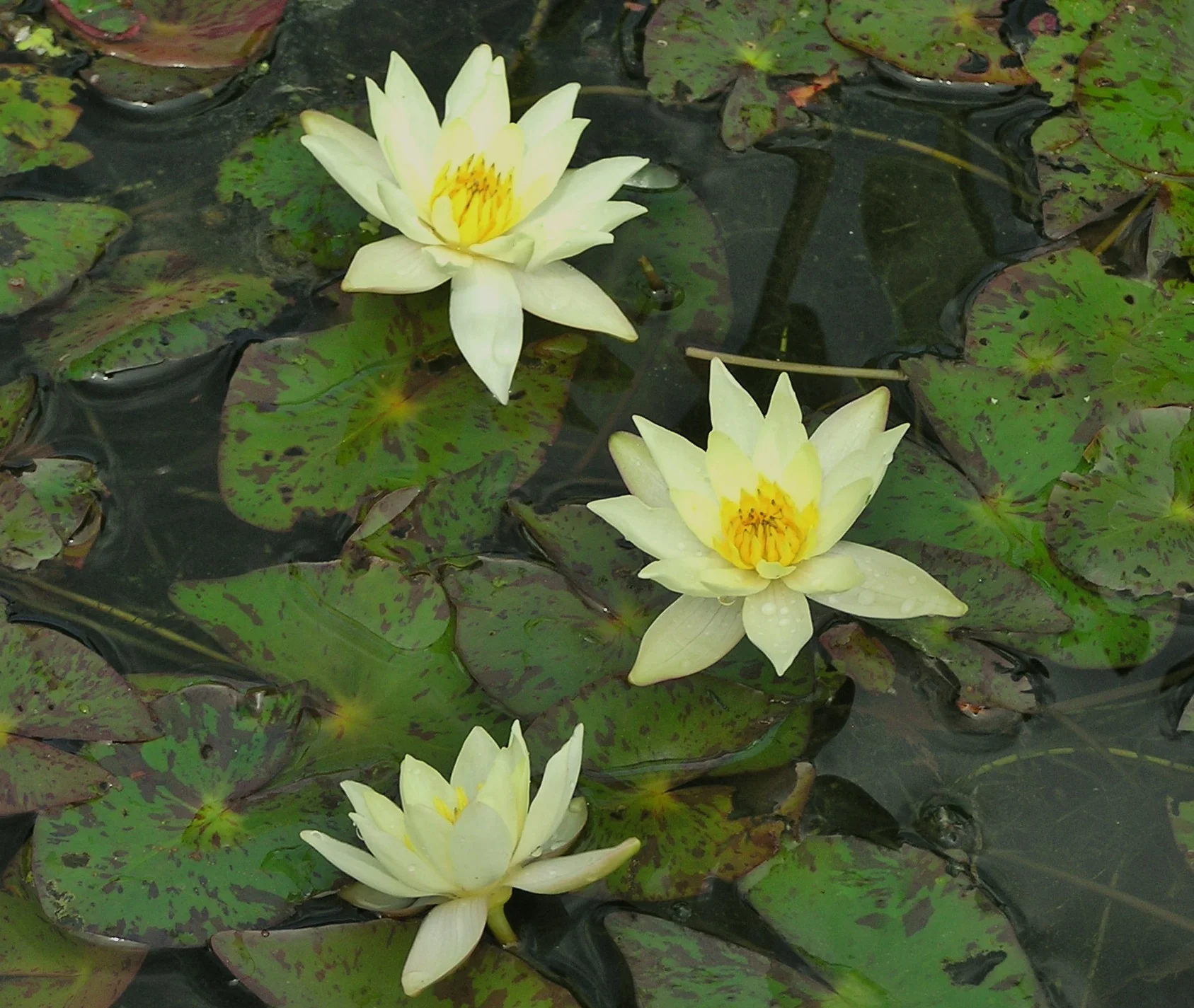 Pygmaea Helvola - Image 2