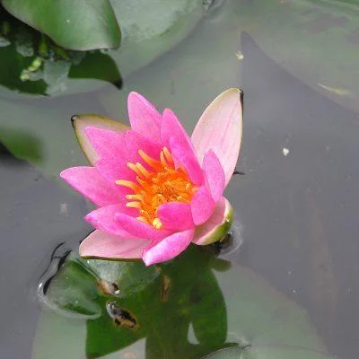 Pygmaea Rubra