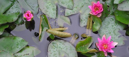 Pygmaea Rubra - Image 2