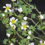 Pretty flowers with white petals and yellow centres and tiny, clover-like leaves. 