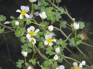 Ranunculus Aquatilis - Water Crowfood from pondplants.co.uk