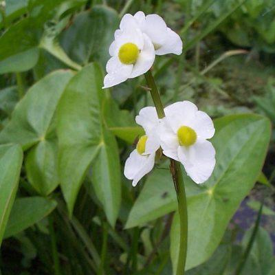 Sagittaria sagittifolia