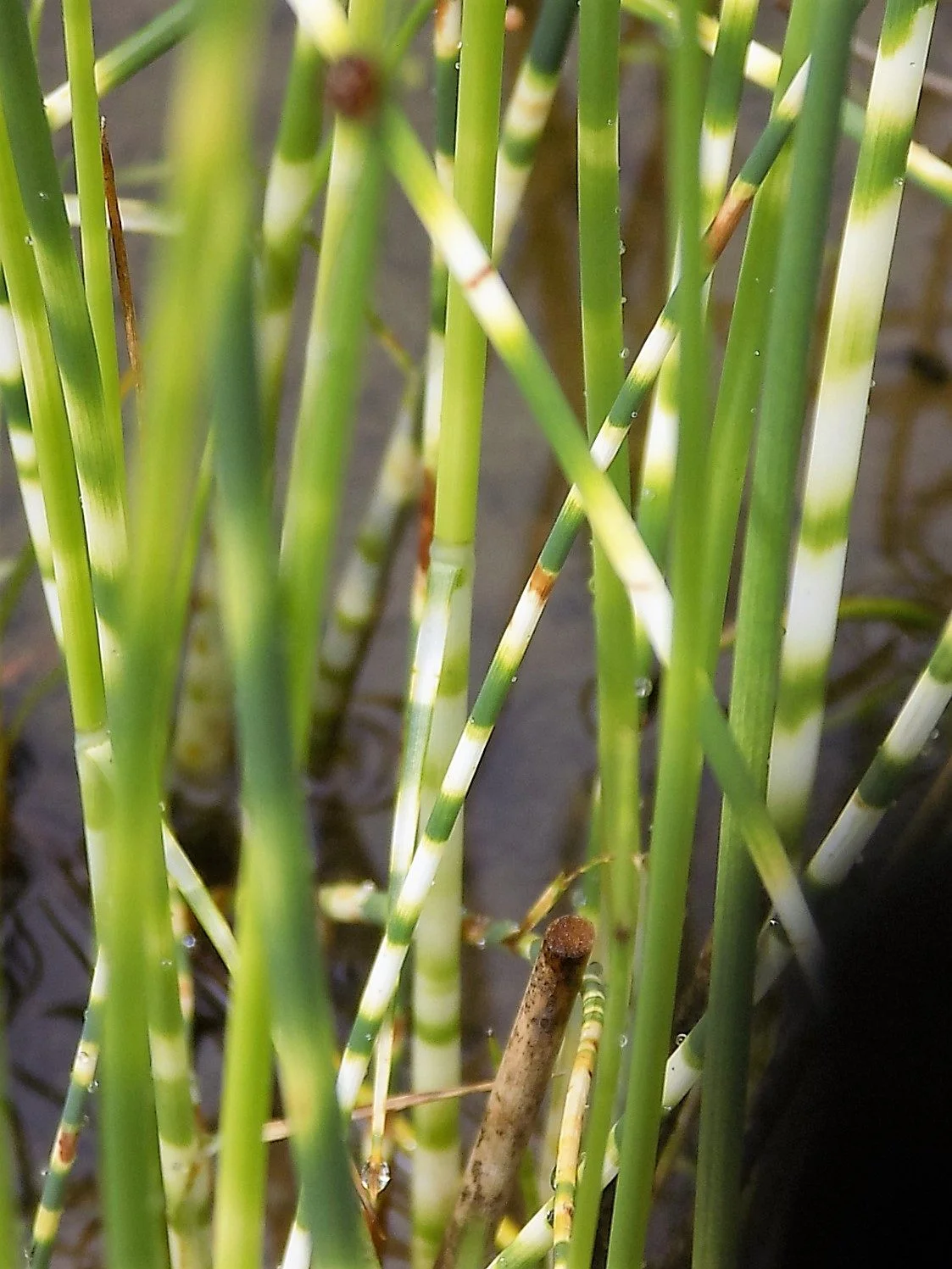 Scirpus zebrinus