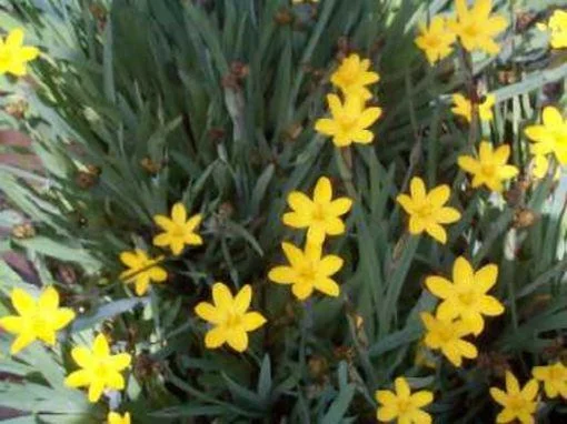 Sisyrinchium californicum