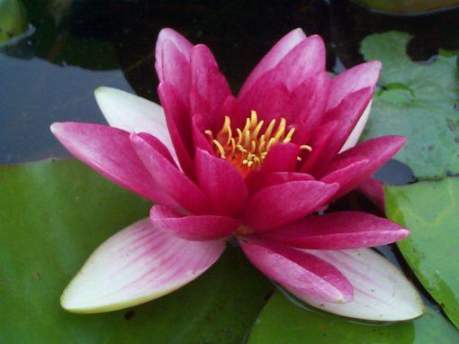 Splendidia