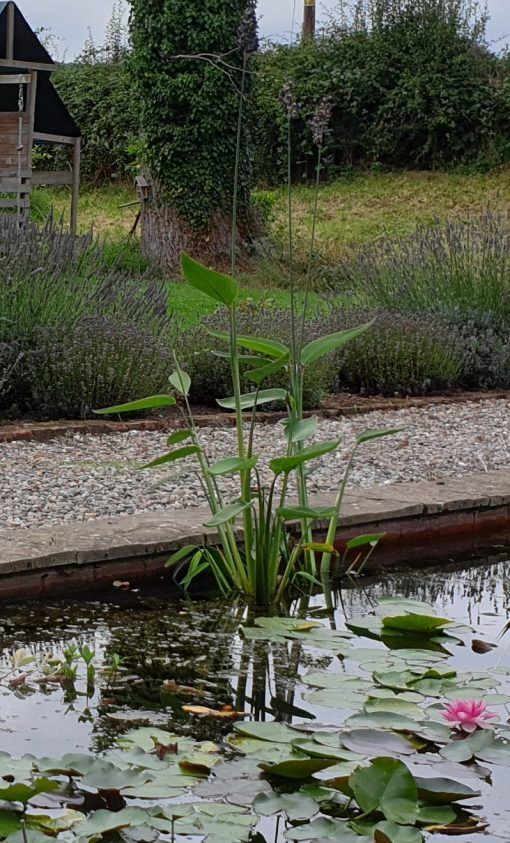 Thalia dealbata