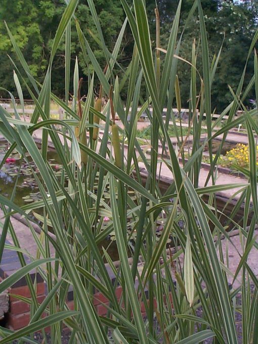 Typha latifolia variegata