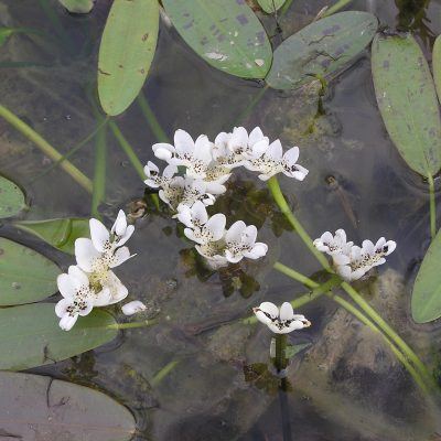 Pond plants for deeper margins
