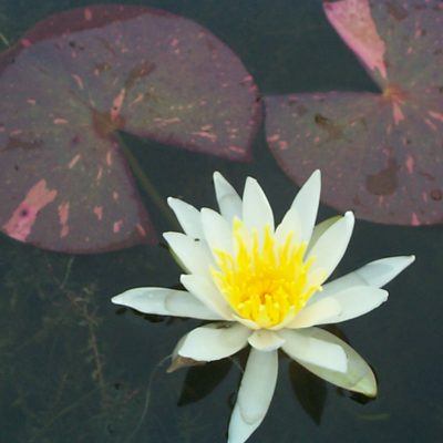 Arc-en-ciel water lily from Merebook Pondplants