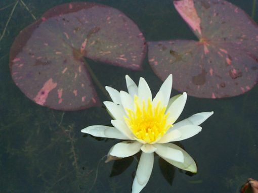Arc-en-ciel water lily from Merebook Pondplants