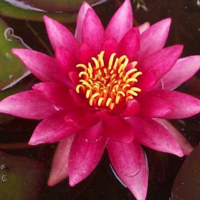 Atropurpurea
