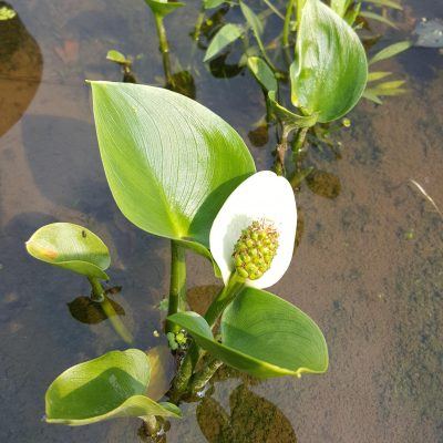 Calla palustris