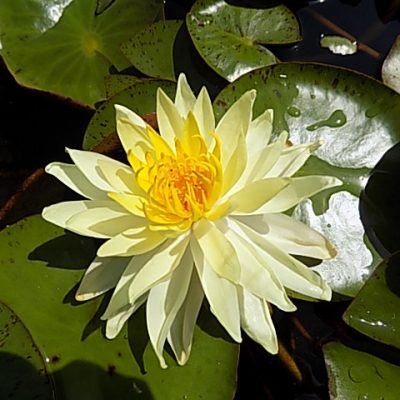 Image shows a multi-petalled yellow water lily resting on a bed of green lily pads.