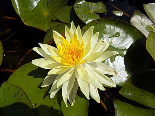 Image shows a multi-petalled yellow water lily resting on a bed of green lily pads.