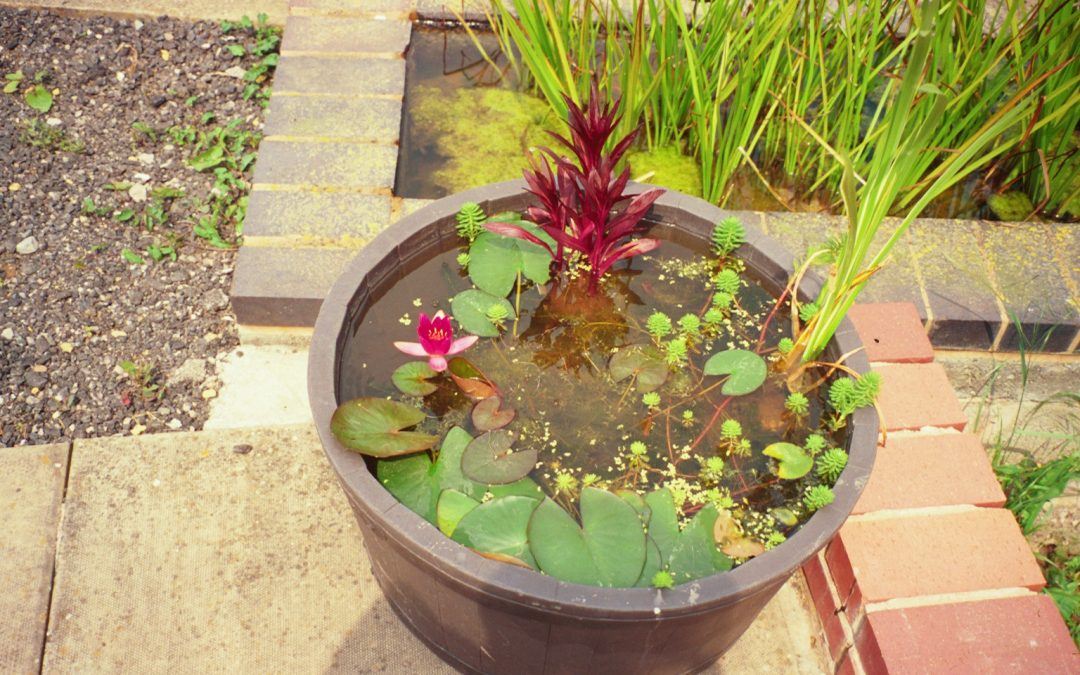 Container water garden in a small tub