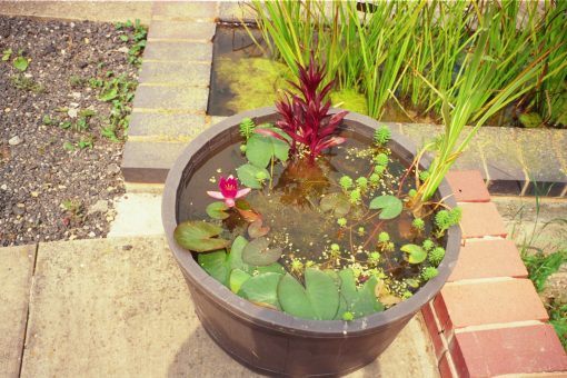 Container water garden in a small tub