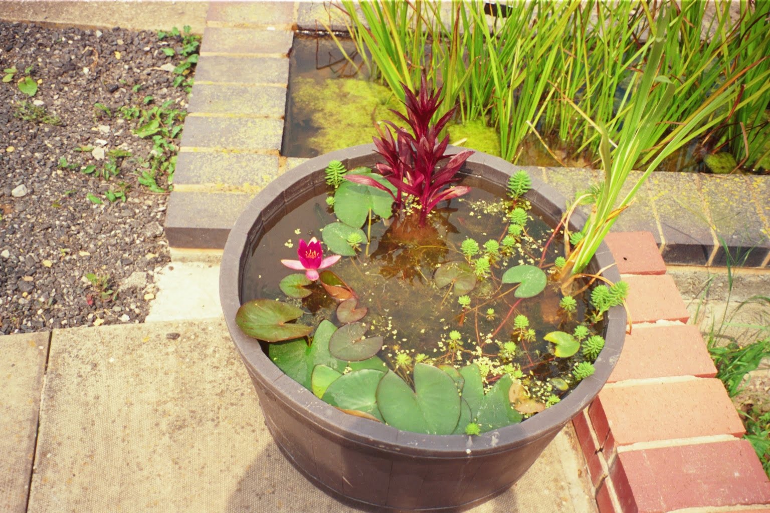 Water plants for miniature water garden