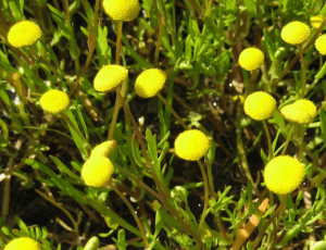 Yellow buttons on long stems