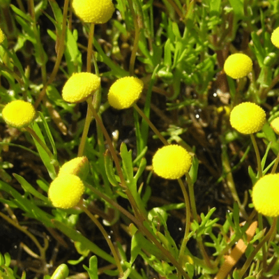 Bog plants for boggy wet ground