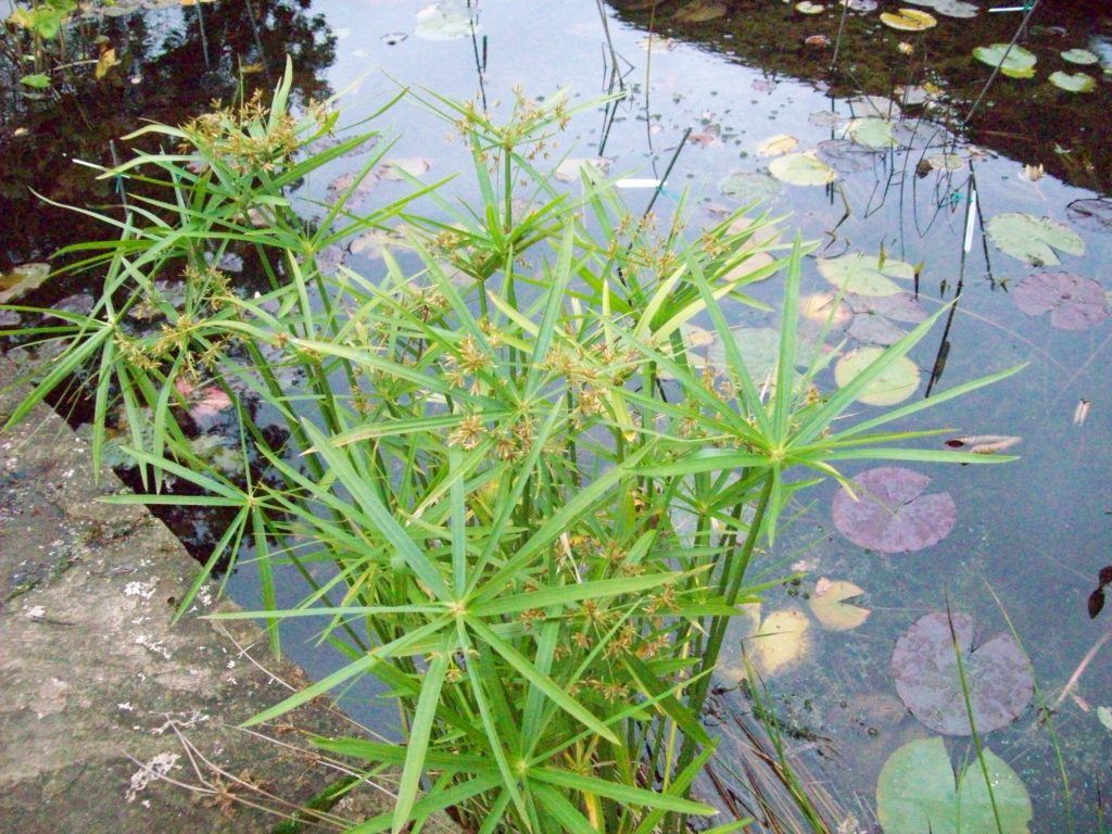 Cyperus alternifolius Merebrook Pond Plants