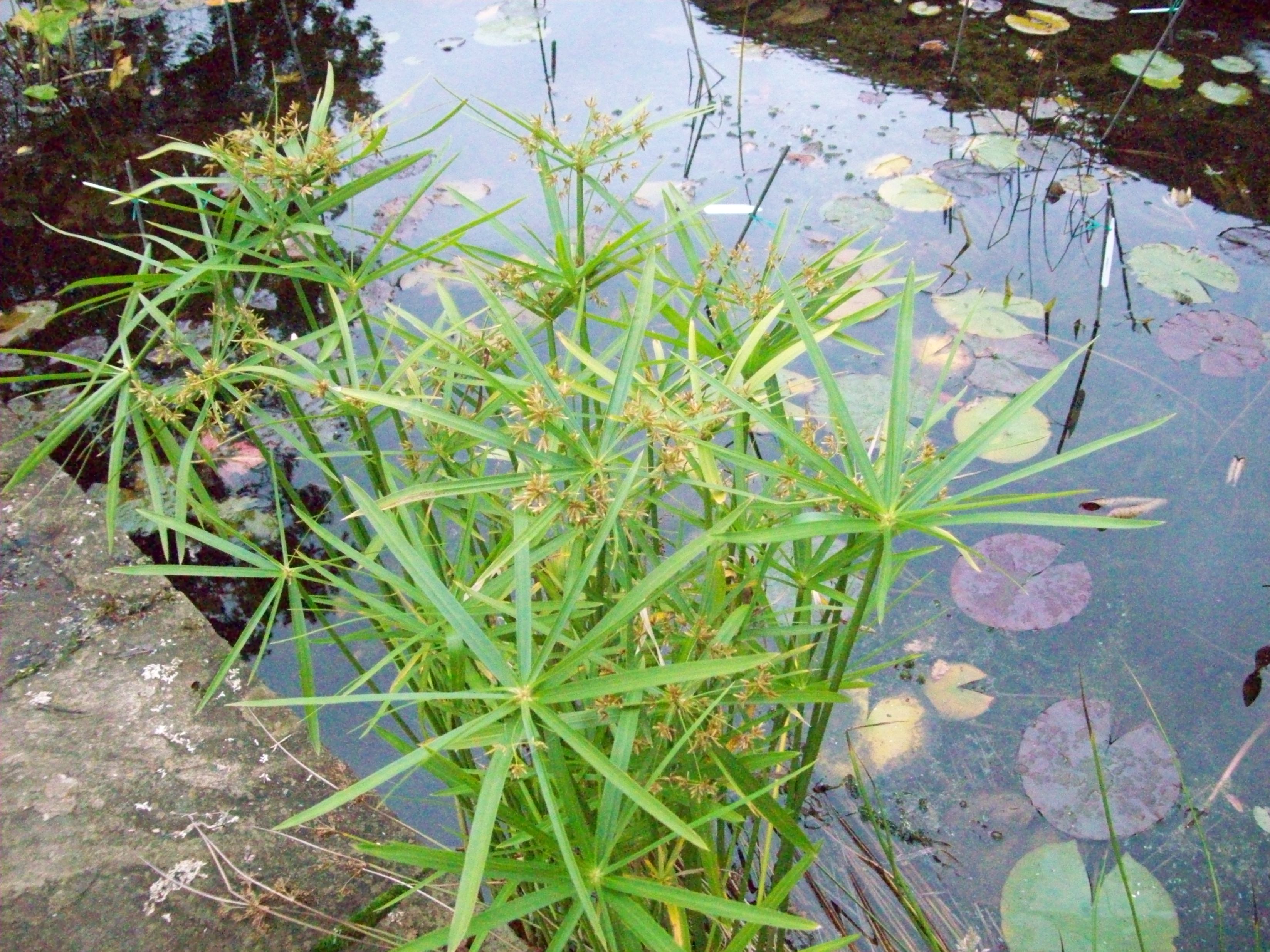 cyperus