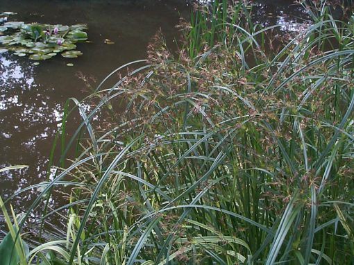 Dark green ornamental grass