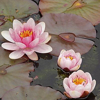 Water Lilies