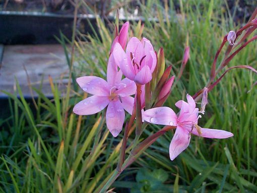 Hesperantha coccinea - Image 3