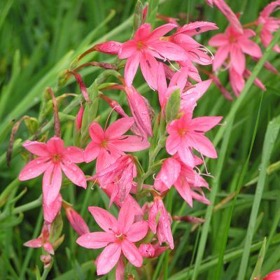 Hesperantha coccinea