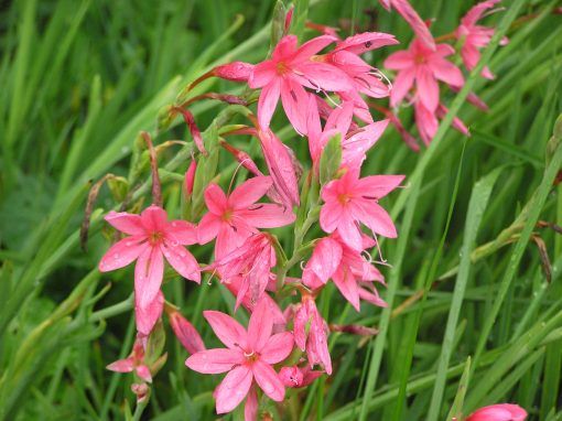 Hesperantha coccinea