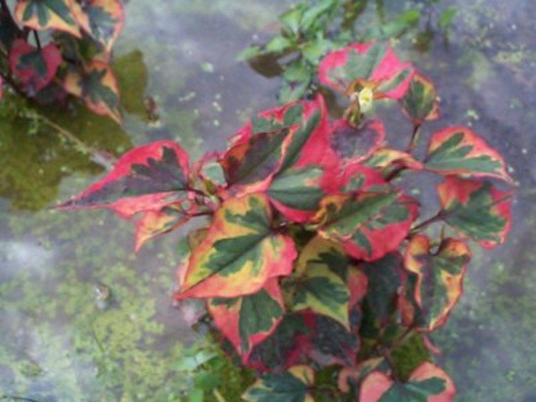 Houttuynia Cordata Chameleon - Merebrook Pond Plants
