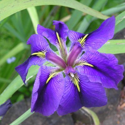 Iris Louisiana Merebrook Symphony