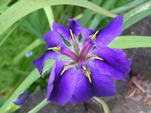 Iris Louisiana Merebrook Symphony