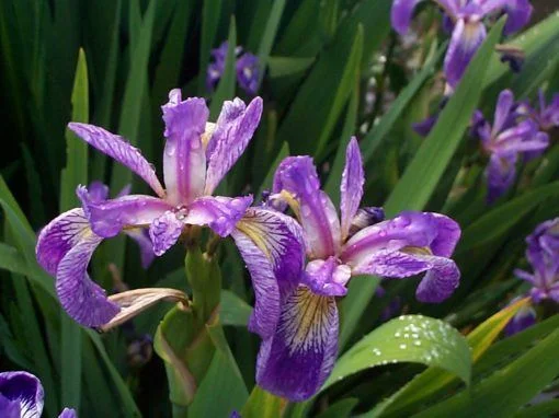 Iris versicolor hybrids
