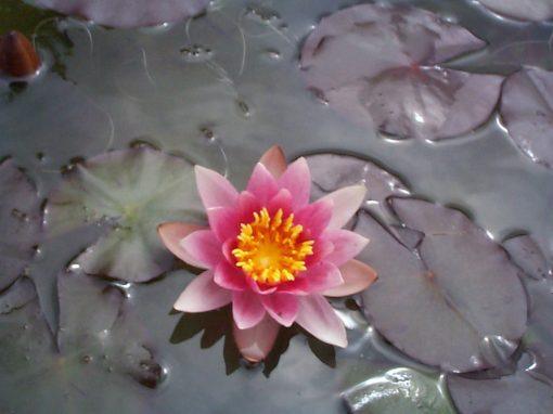 Laydekeri Lilacea