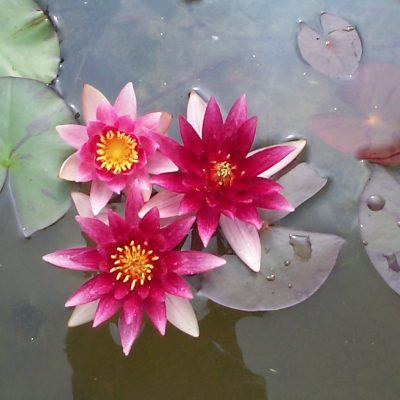 Laydekeri Purpurata