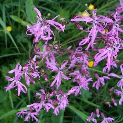 Lychnis flos cuculi