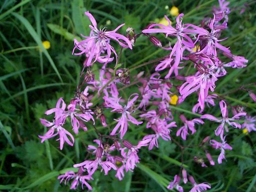 Lychnis flos cuculi