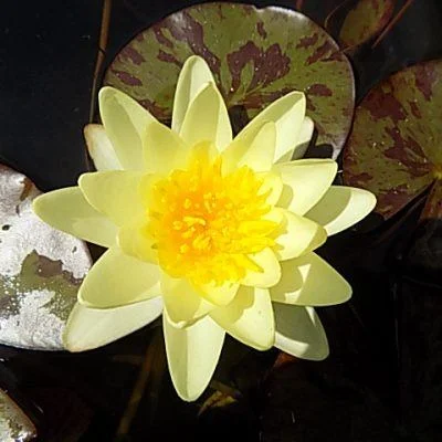 Marliacea Chromatella