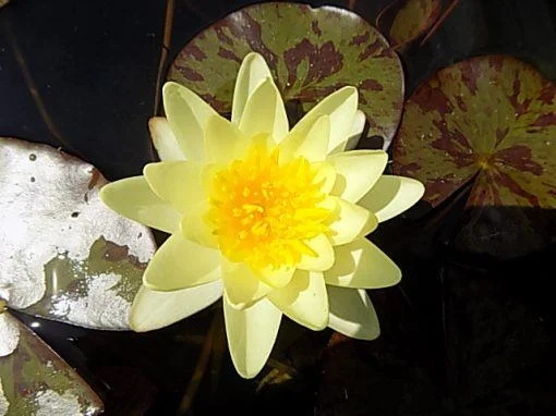 Marliacea Chromatella