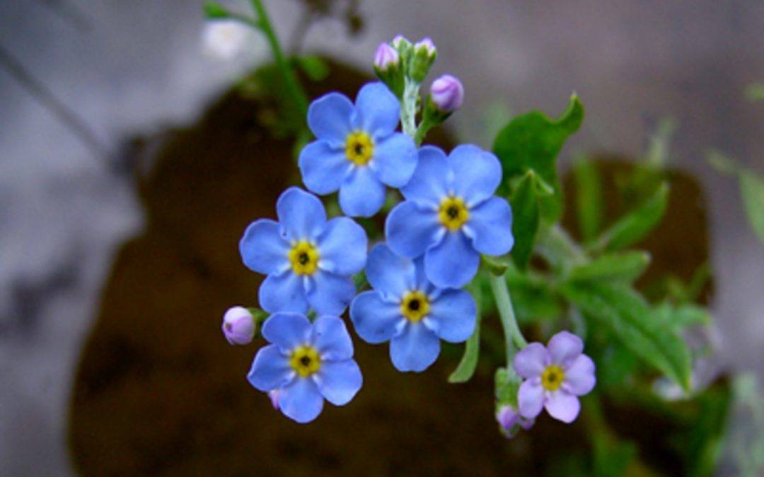 Beautiful sky blue 5 petaled flowers turning to yellow and black centres.